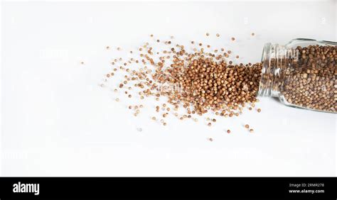 coriander34278